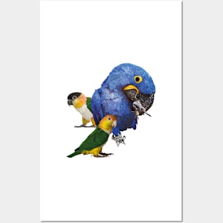 Macaw and caiques Posters and Art